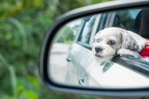 Cutely White Short Hair Shih Tzu Dog In Car Mirror Looking Out Of