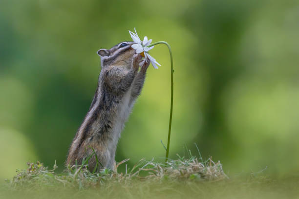 Cutest squirrel smelling a flower. Little chipmunk (Eutamias sibiricus) enjoying the flowers. Ground squirrel with beautiful white flowers. chipmunk loves flowers. stock photo