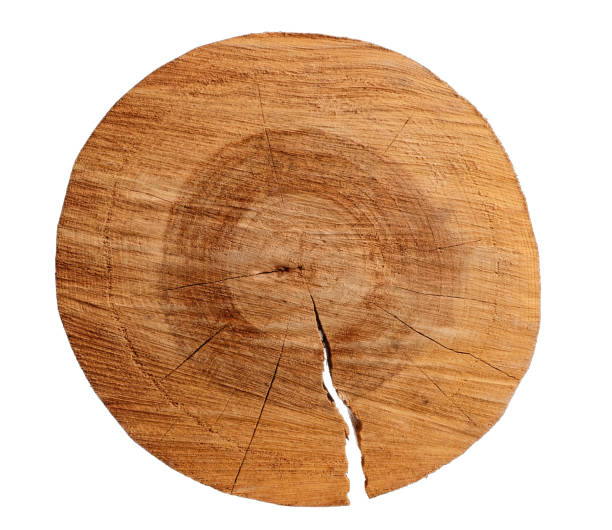 Cutted circular slice of the brown wooden log on a white isolated background stock photo