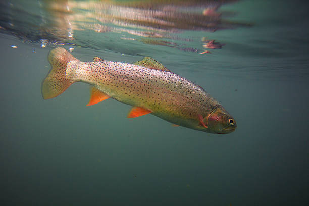 Cutthroat trout in clear blue water stock photo