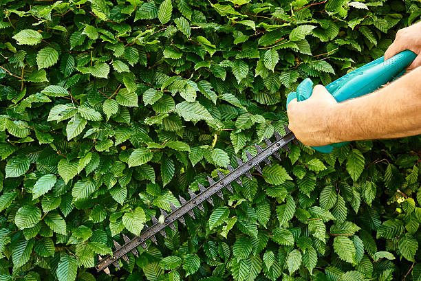 Photo of Cutting a hedge