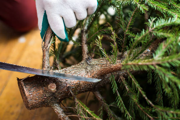 Cutting branches with a saw at the bottom of the Christmas tree. stock photo