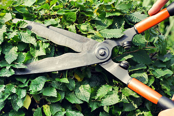 Cutting  the hornbeam with hedge clippers in summer stock photo
