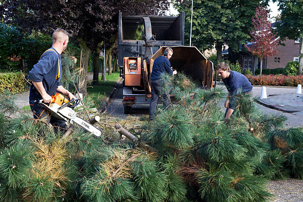 Image result for Tree Removal Service istock