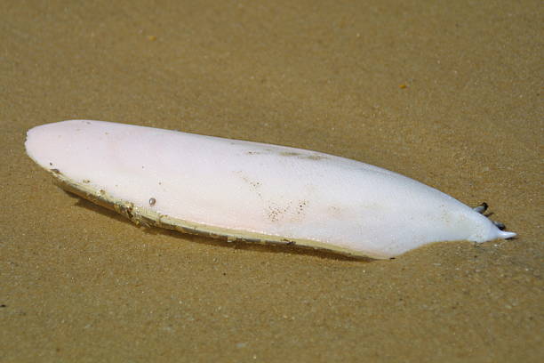 Cuttlefish Bone stock photo