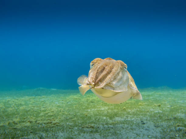 Cuttlefish hovering above the sea grass with clear blue sea in the background. stock photo