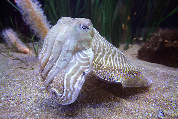 Cuttlefish Cuttlefish are marine animals of the order Sepiida belonging to the class Cephalopoda (which also includes squid, octopuses, and nautiluses). Despite their common name, cuttlefish are not fish but molluscs. bobtail squid stock pictures, royalty-free photos & images