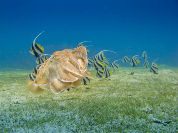 Cuttlefish swimming over the sea grass with a school of bannerfish in the background in Dahab, Egypt. stock photo