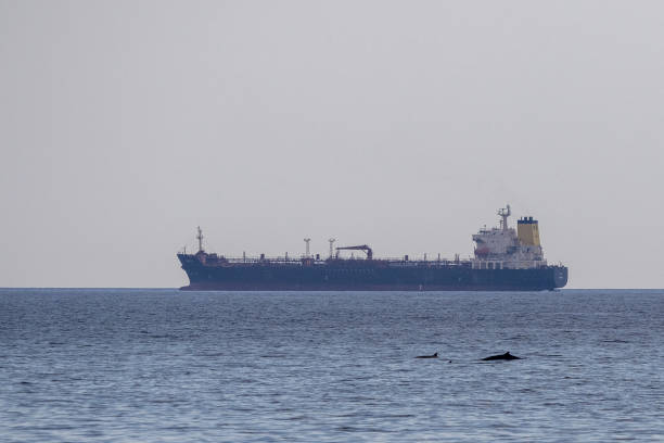 cuvier beaked whale near oil tanker ship stock photo