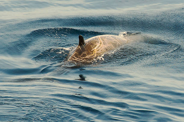 Cuvier's Beaked Whale (Ziphius cavirostris) about to break surface. stock photo