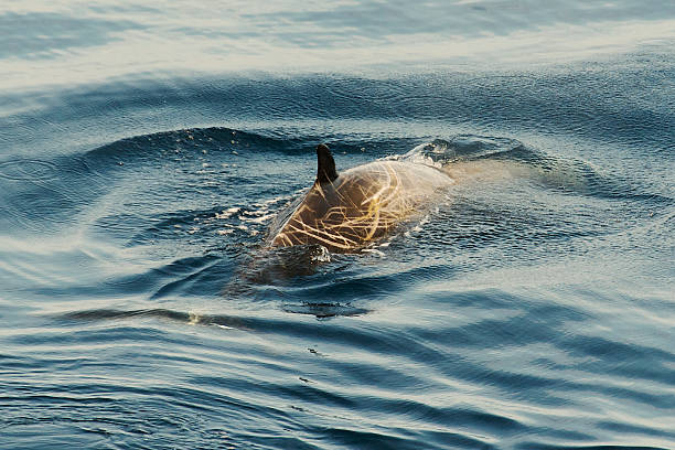 Cuvier's Beaked Whale (Ziphius cavirostris) about to break surface. stock photo