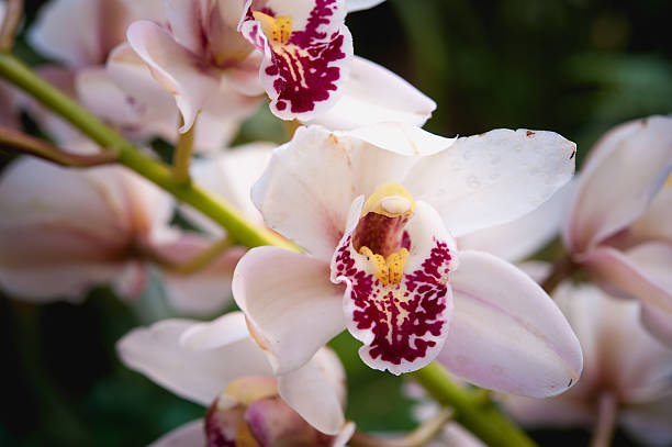 cymbidium insigne orchid na tailândia - insigne - fotografias e filmes do acervo