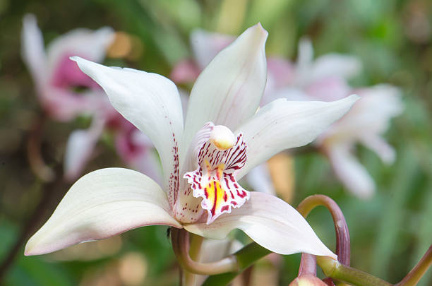 cymbidium insigne orchid - insigne - fotografias e filmes do acervo