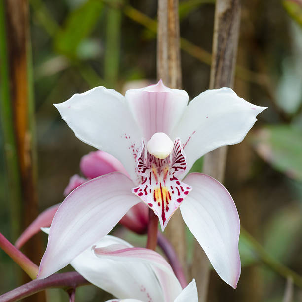 cymbidium insigne orchid - insigne - fotografias e filmes do acervo