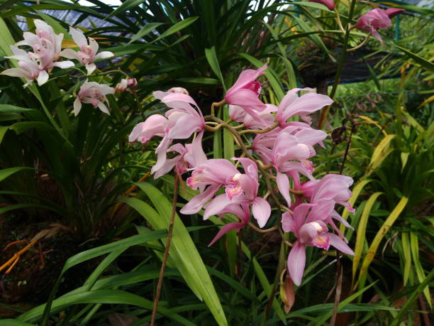 cymbidium insígnia rolfe orchid - insigne - fotografias e filmes do acervo