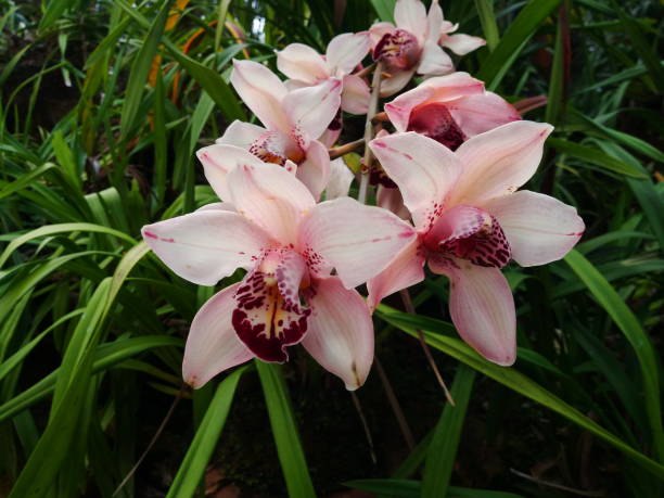 cymbidium insígnia rolfe orchid - insigne - fotografias e filmes do acervo