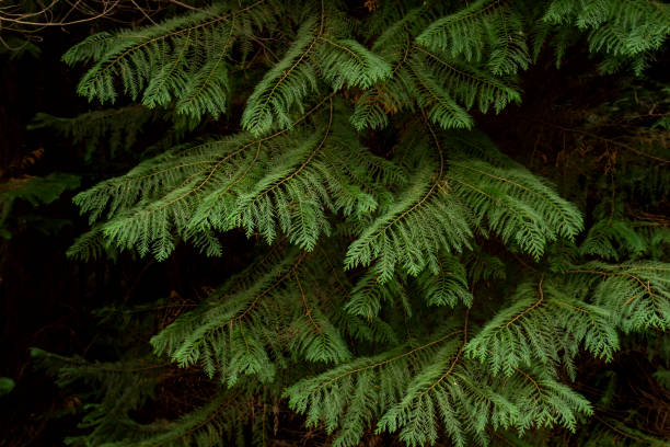 cypress bladverk - tree of life bildbanksfoton och bilder