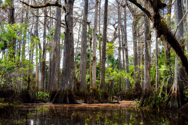 Cypress swamp in the Florida Everglades on a hot, summer day Image captured on the Loxahatchee River swamp photos stock pictures, royalty-free photos & images