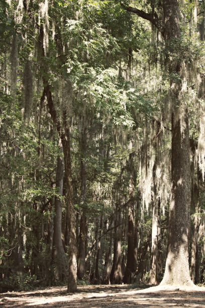 Cypress Swamp stock photo