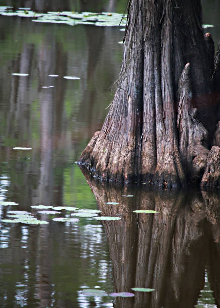Cypress Swamp stock photo