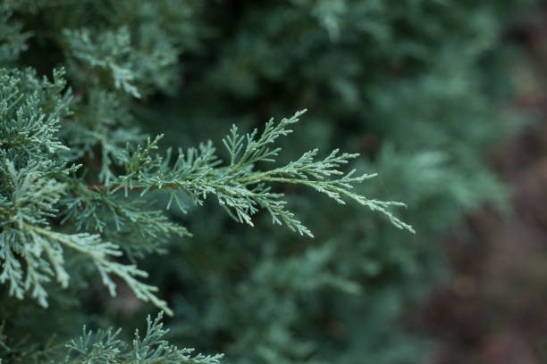 cipressenboomtak in de haag in de tuin - cipres stockfoto's en -beelden