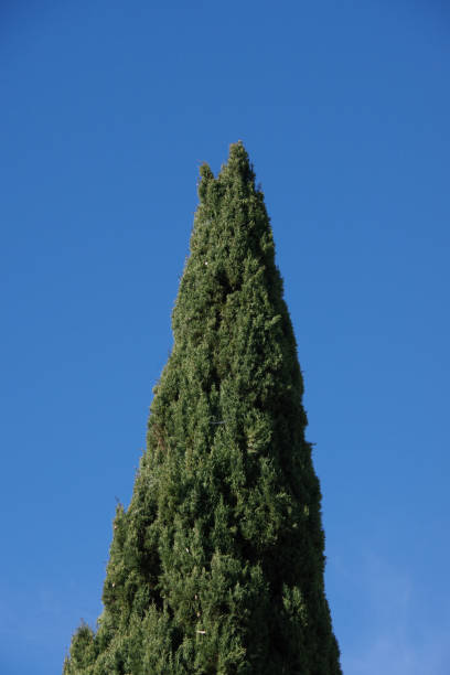 Cypress Tree stock photo