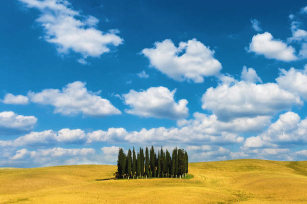 Cypress trees in Tuscany stock photo