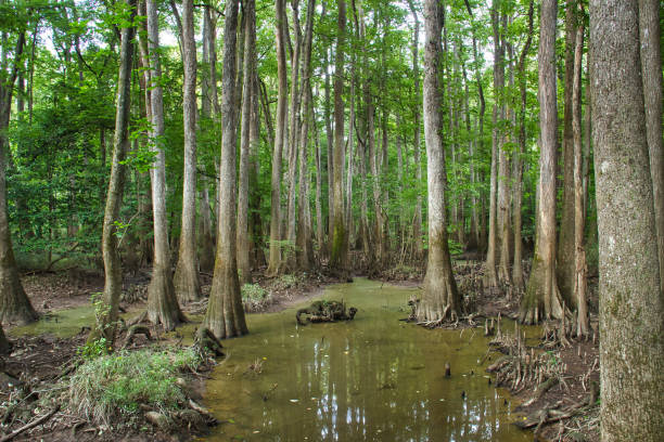Cypress Trees reflecting in Water in Congaree National Park stock photo