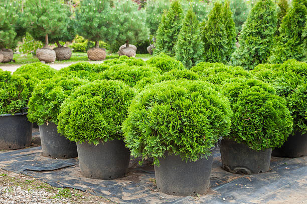 Cypresses plants  on tree farm Cypresses plants in pots on tree farm garden center stock pictures, royalty-free photos & images