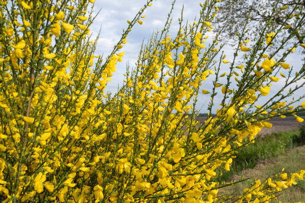 Cytisus scoparius, common broom or Scotch broom yellow flowers closeup selective focus Cytisus scoparius, common broom or Scotch broom yellow flowers closeup selective focus. scotch broom stock pictures, royalty-free photos & images