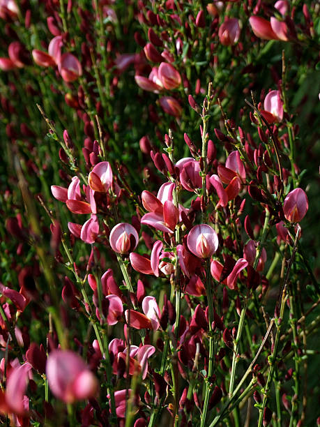 Cytisus scoparius  scotch broom stock pictures, royalty-free photos & images