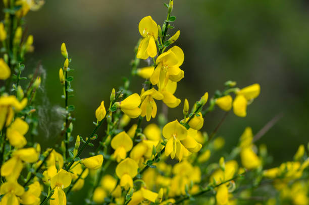 Cytisus scoparius yellow wild flowering common broom in bloom, scotch perennial leguminous flowering shrub Cytisus scoparius yellow wild flowering common broom in bloom, scotch perennial leguminous flowering shrub, green leaves scotch broom stock pictures, royalty-free photos & images