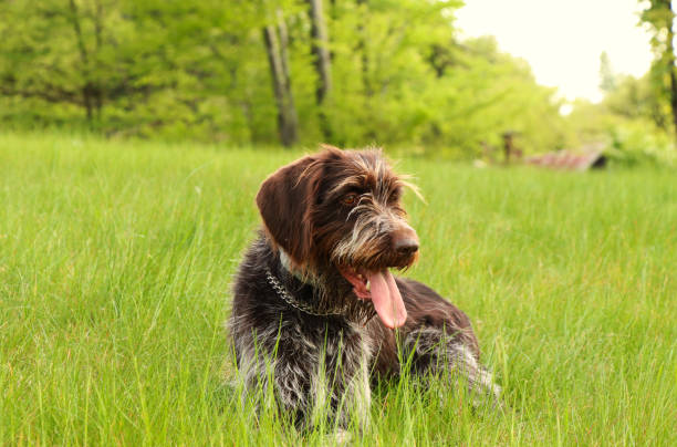 Czech breed of versatile gun dog. Cesky fousek has the beard and moustache. Eager, Loyal, Hardworking, Flexible breed relax in the grass. With his tongue out, he looks at the owner stock photo