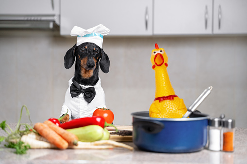 Dachshund dog in chief hat, cooker costume with bow tie sits in kitchen. Tomato, zucchini, carrot and vegetables next to pot with plastic toy chicken, pepper and salt shaker. Cooking healthy dish