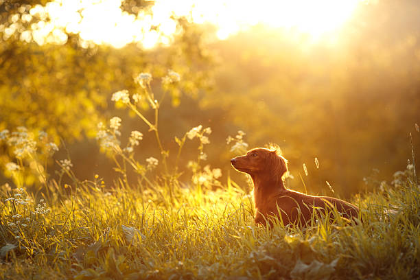 Dachshund dog on the nature stock photo