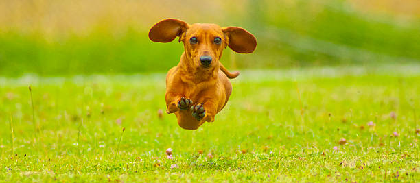 Dachshund Flight ! A Miniature Smooth Haired Dachshund flying through mid-air in a field. dachshund stock pictures, royalty-free photos & images