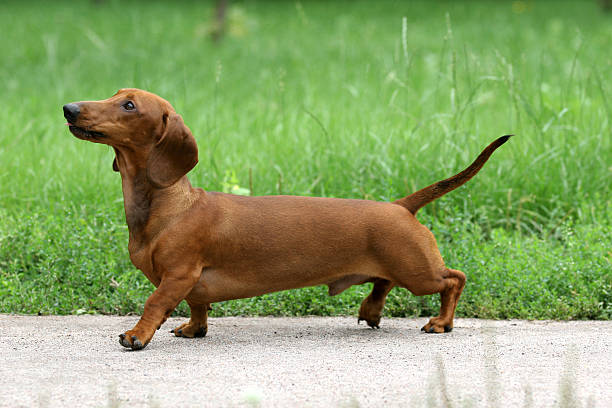 Dachshund Dachshund on grass dachshund stock pictures, royalty-free photos & images