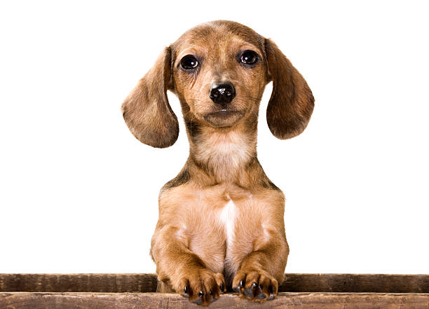 Dachshund Puppy dog stock photo