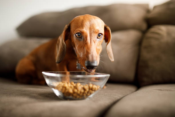 Dachshund puppy eating dog food from a bowl on the sofa stock photo