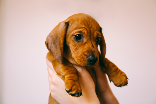 dachshund-puppy-in-the-hands-of-its-female-owner-picture-id864379398