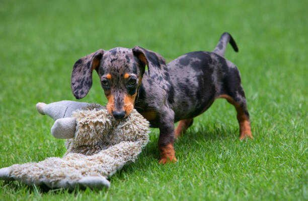 Dachshund puppy knowns as badger dog play with toy stock photo