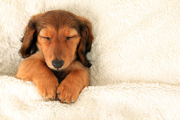 Dachshund puppy stock photo
