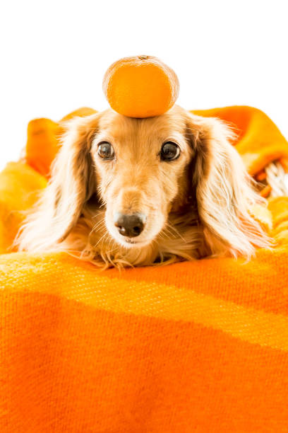 Dachshund with orange above her head Dachshund with orange above her head year of the dog stock pictures, royalty-free photos & images