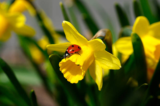 Daffodil and Ladybug, stock photo