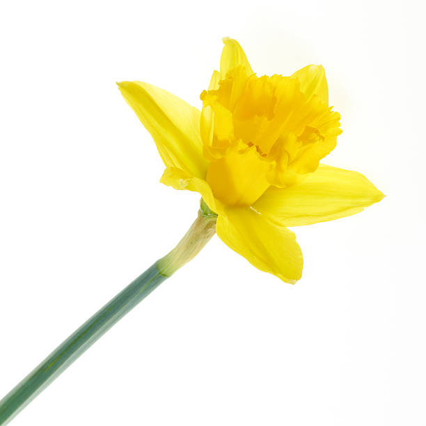 Daffodil Flower stock photo