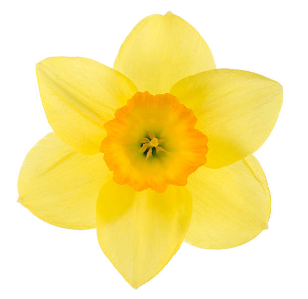 daffodil Studio Shot of Yellow and Orange Colored Daffodil Isolated on White Background. Large Depth of Field (DOF). Macro. Symbol of Self-love and Respect. daffodil stock pictures, royalty-free photos & images