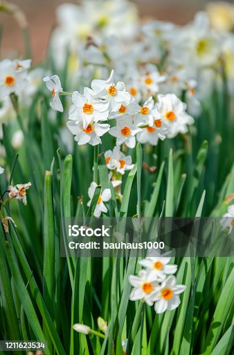 istock Daffodil, (Narcissus pseudonarcissus), Spectacular, Early Spring Plants, Flowers and Blossoms 1211623534