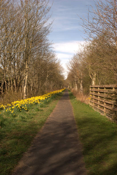 daffodils along footpath at Melrose on Easter Sunday  easter sunday stock pictures, royalty-free photos & images
