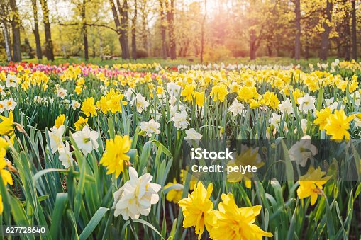 istock Daffodils field 627728640