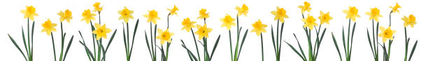 Daffodils in a row. http://i207.photobucket.com/albums/bb147/liliboas/FlowersBeauty.jpg daffodil stock pictures, royalty-free photos & images